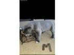 Cane Corso Puppy for sale in Canton, TX, USA