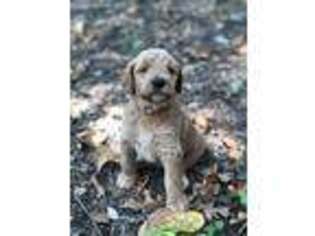 Goldendoodle Puppy for sale in Cameron, TX, USA