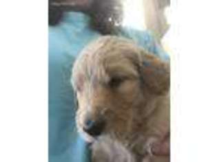 Goldendoodle Puppy for sale in Shallotte, NC, USA