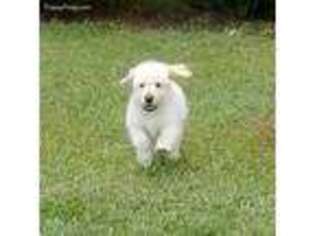 Labradoodle Puppy for sale in Richlands, NC, USA