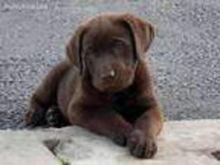 Labrador Retriever Puppy for sale in Sammamish, WA, USA