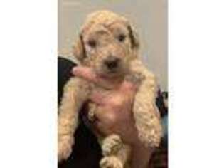 Labradoodle Puppy for sale in Pelzer, SC, USA