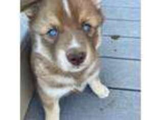 Siberian Husky Puppy for sale in York, ME, USA