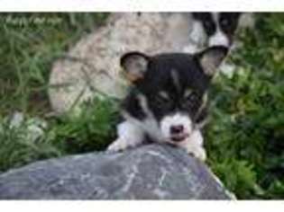Pembroke Welsh Corgi Puppy for sale in Kalispell, MT, USA