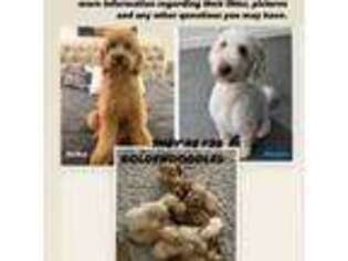 Goldendoodle Puppy for sale in Laredo, TX, USA