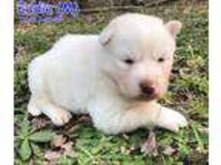Siberian Husky Puppy for sale in Cameron, NC, USA