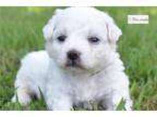 Bichon Frise Puppy for sale in Springfield, MO, USA