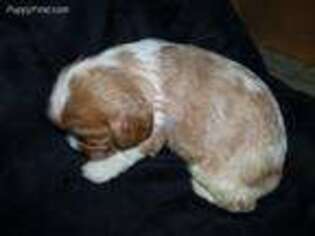 Cockalier Puppy for sale in Schenectady, NY, USA