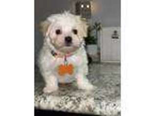 Maltese Puppy for sale in Dalton, GA, USA