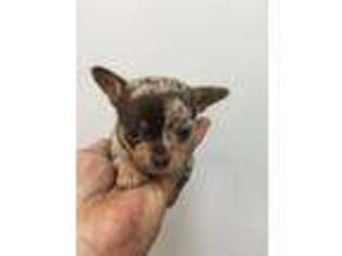 Chihuahua Puppy for sale in Tomball, TX, USA