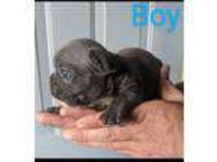 French Bulldog Puppy for sale in Spencer, TN, USA