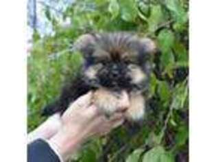 Pomeranian Puppy for sale in Chicago, IL, USA