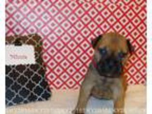 Bullmastiff Puppy for sale in Searcy, AR, USA