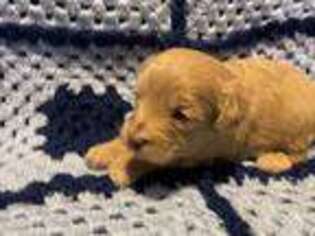 Goldendoodle Puppy for sale in Stockbridge, GA, USA