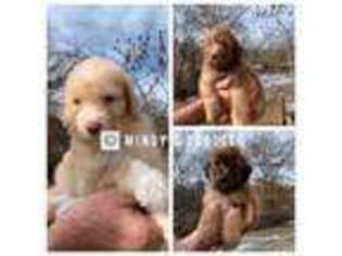 Mutt Puppy for sale in Holt, MO, USA