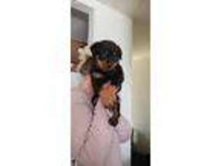 Rottweiler Puppy for sale in Tacoma, WA, USA