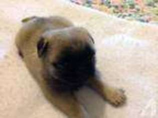 Pug Puppy for sale in SUN PRAIRIE, WI, USA