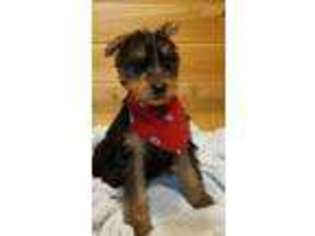 Airedale Terrier Puppy for sale in Winnsboro, LA, USA