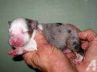 Miniature Australian Shepherd Puppy for sale in MINDEN, NV, USA