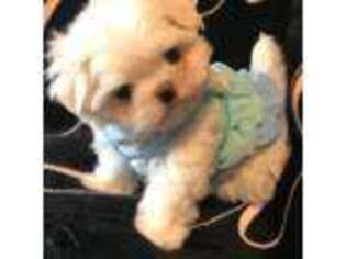 Maltese Puppy for sale in Rome, NY, USA