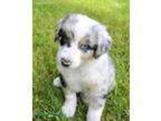Australian Shepherd Puppy for sale in Bridger, MT, USA