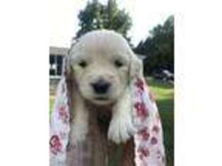 Golden Retriever Puppy for sale in Billings, MO, USA