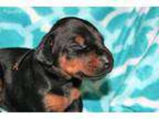 Doberman Pinscher Puppy for sale in Red Bluff, CA, USA