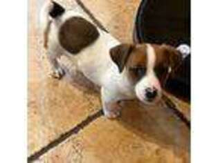 Jack Russell Terrier Puppy for sale in Ramona, CA, USA