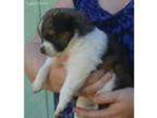 Pomeranian Puppy for sale in Molalla, OR, USA