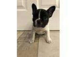 French Bulldog Puppy for sale in North East, MD, USA