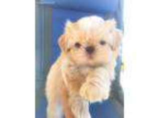 Mutt Puppy for sale in Upland, CA, USA