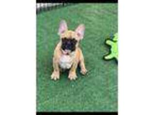 French Bulldog Puppy for sale in Konawa, OK, USA