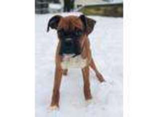 Boxer Puppy for sale in Durham, NC, USA