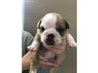 Bulldog Puppy for sale in Centerville, TN, USA