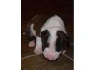 Bull Terrier Puppy for sale in Denton, NC, USA