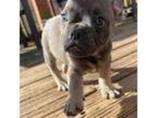 French Bulldog Puppy for sale in Charleston, WV, USA