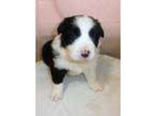 Border Collie Puppy for sale in Bend, OR, USA