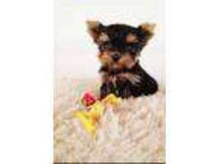 Yorkshire Terrier Puppy for sale in Dallas, TX, USA