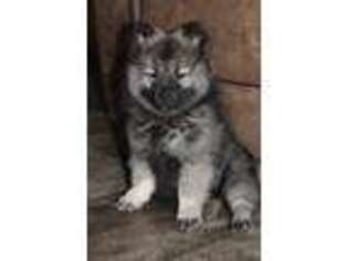 Keeshond Puppy for sale in Alamosa, CO, USA