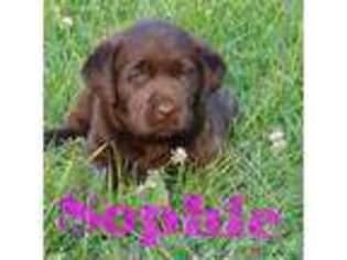 Labrador Retriever Puppy for sale in Huntington, IN, USA