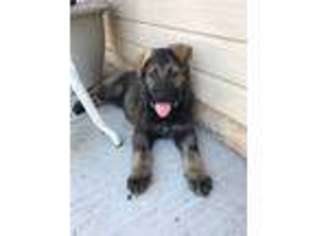 German Shepherd Dog Puppy for sale in Wallace, CA, USA