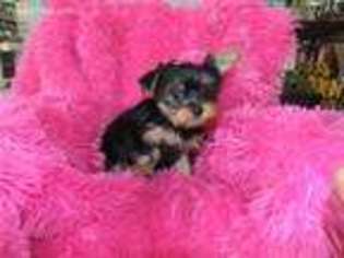 Yorkshire Terrier Puppy for sale in Nixon, TX, USA