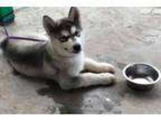 Alaskan Malamute Puppy for sale in Midland, TX, USA