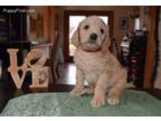 Labradoodle Puppy for sale in Wabash, IN, USA