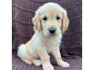 Golden Retriever Puppy for sale in Carlisle, PA, USA