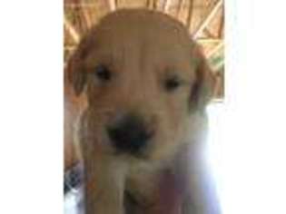 Golden Retriever Puppy for sale in Rockwell, NC, USA