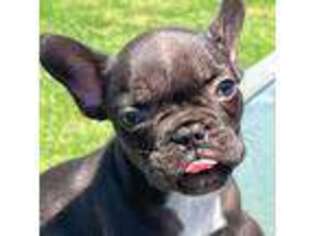 French Bulldog Puppy for sale in Forney, TX, USA
