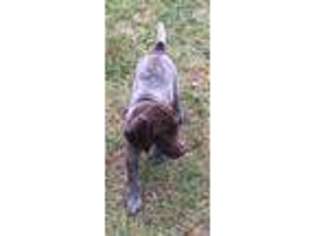 German Shorthaired Pointer Puppy for sale in Koshkonong, MO, USA