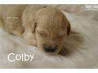 Golden Retriever Puppy for sale in Fort Worth, TX, USA