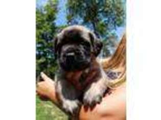 Mastiff Puppy for sale in Berryville, AR, USA